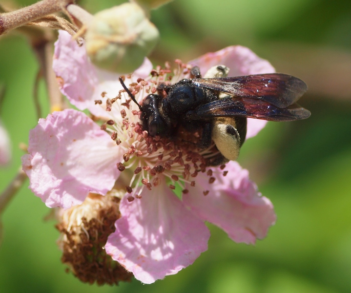 Femmina di Andrena morio